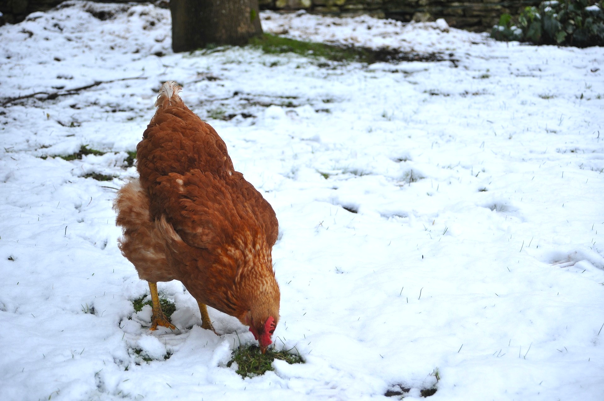 hen in snow